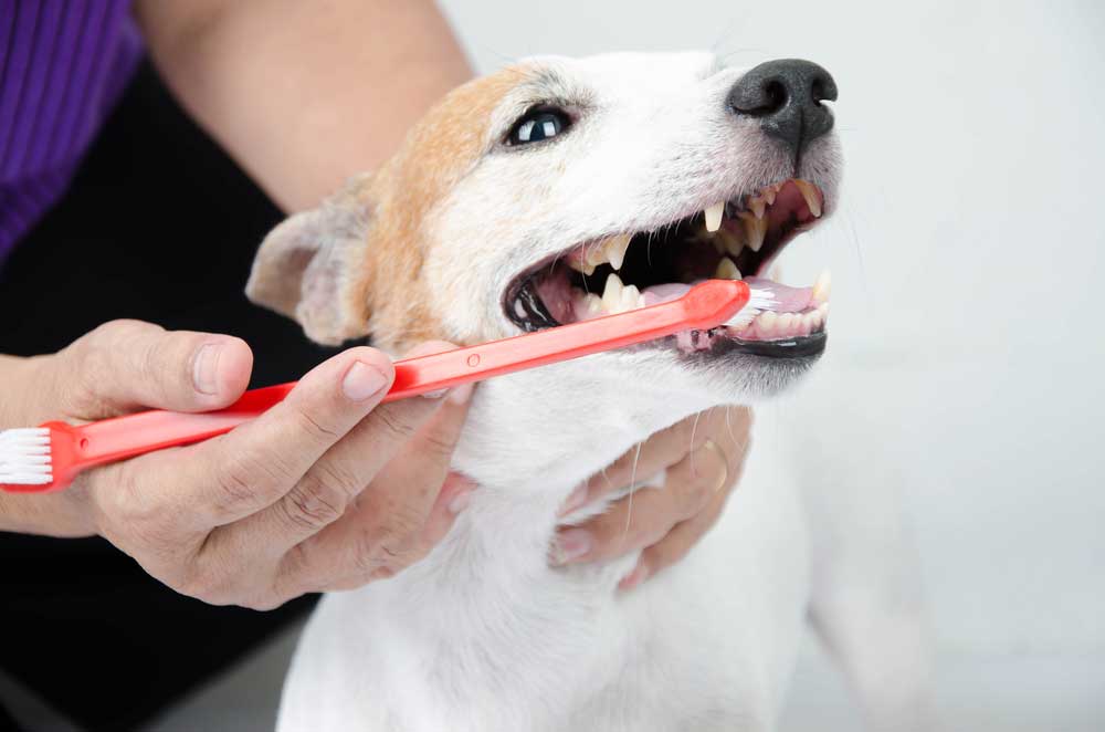  How often should I clean my pet's teeth