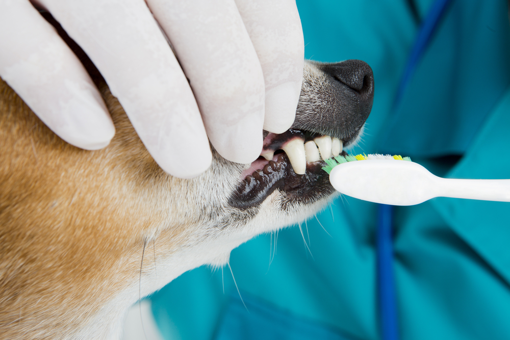 Dog getting his teeth brushed at his veterinarian.